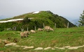 Steenbokken