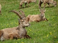 Steenbokken