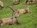 Steenbokken