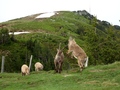 Steenbokken