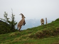 Steenbokken