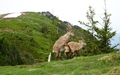 Steenbokkenseks