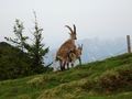 Steenbokkenseks