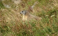 Marmot