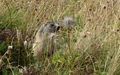 Marmot