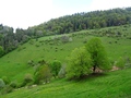 Gwidmenhöchi