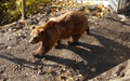 Bärenpark