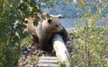 Bärenpark