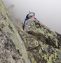 Klettersteig Eggishorn
