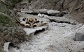 Schapen op sneeuwresten