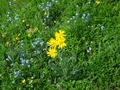 Bloemen