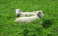 Schapen