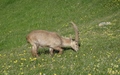Steenbok