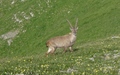 Steenbok