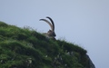Steenbok