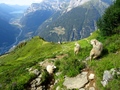 Blackialp