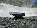 Glacier Trail