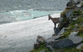 Hohlaubgletscher met steenbok