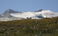 Koeien met Schwarzberggletscher