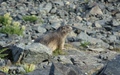 Marmot