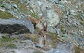 Steenbokken