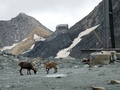 Steenbokken met Britanniahütte