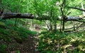 Afdaling door de Combe du Pont