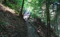Buochserwald