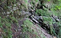 Buochserwald