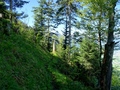 Buochserwald