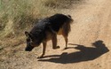 Hond