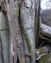 Beng Mealea