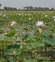 Velden met lotusbloemen