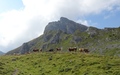Tierlaufhorn