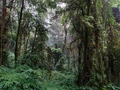 Doi Inthanon: Kew Mae Pan Trail