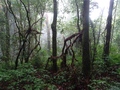 Doi Inthanon: Kew Mae Pan Trail