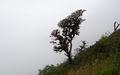 Doi Inthanon: Kew Mae Pan Trail