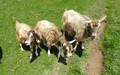 Geiten op de Chli Aubrig
