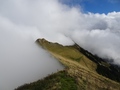 Stubeflue