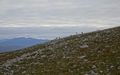 Hertjes op Cùl Mòr