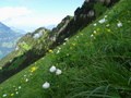 Bloemen
