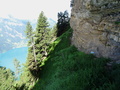 Buggi wandelpad
