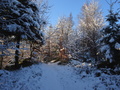 Schluckwald