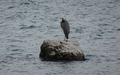Reiger