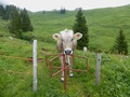 Koe op wacht...