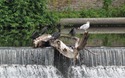 Vogels in de Wear
