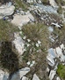 Edelweiss