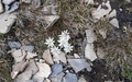 Edelweiss