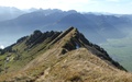 Federigrat