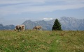 Koeien met uitzicht richting Säntis